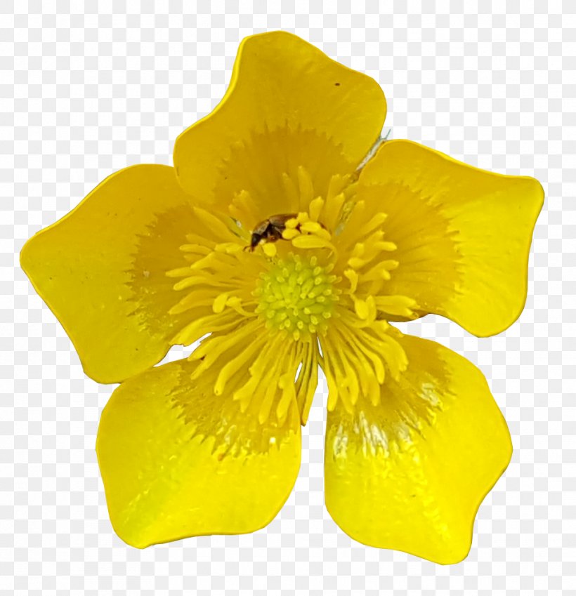 Cut Flowers Ranunculus Asiaticus, PNG, 964x999px, Flower, Animation, Bud, Buttercup, Cut Flowers Download Free