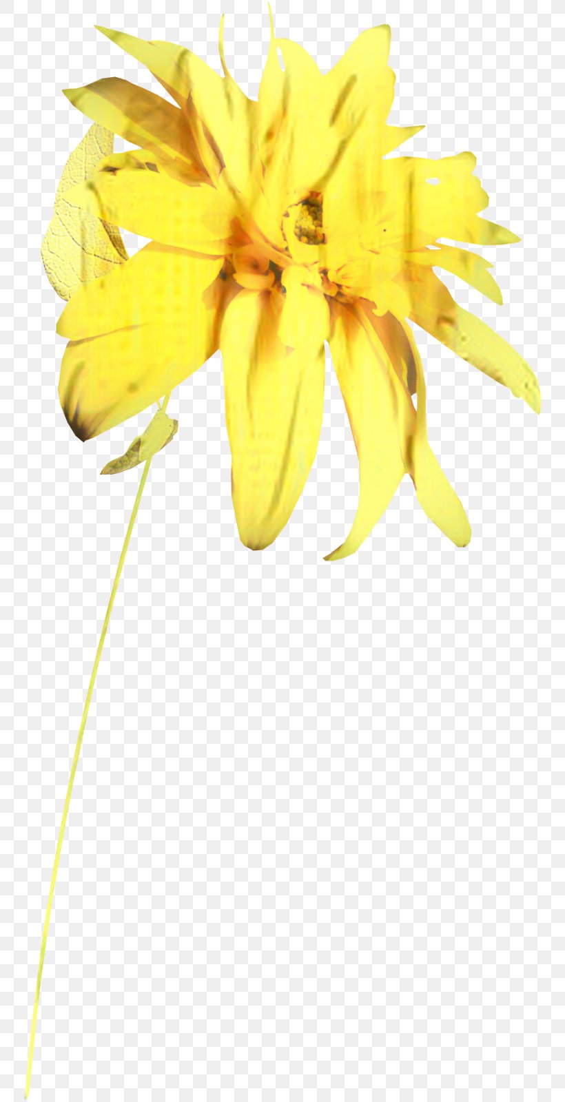 Floristry Cut Flowers Petal Plant Stem Sunflower, PNG, 752x1600px, Floristry, Cut Flowers, Flower, Flowering Plant, Pedicel Download Free