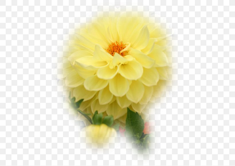 Floristry Dahlia Cut Flowers Petal, PNG, 456x581px, Floristry, Chrysanthemum, Chrysanths, Cut Flowers, Dahlia Download Free