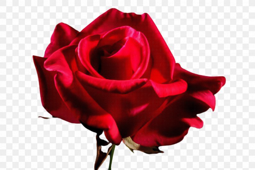 Garden Roses, PNG, 2448x1632px, Garden Roses, Cut Flowers, Flower, Hybrid Tea Rose, Petal Download Free