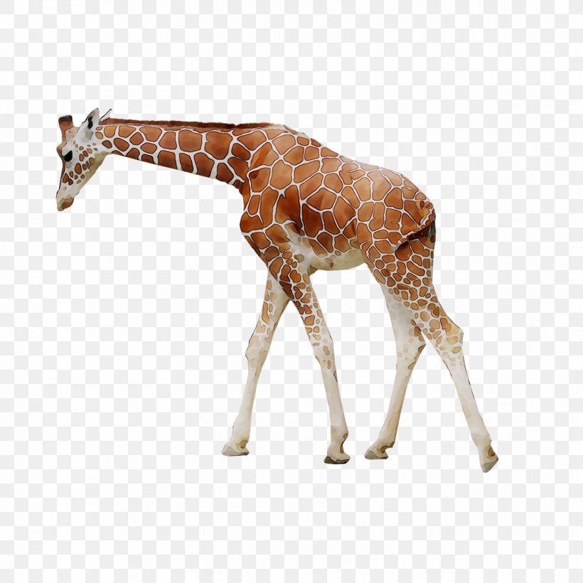 Giraffe /m/083vt Neck Fauna Terrestrial Animal, PNG, 1710x1710px, Giraffe, Animal, Animal Figure, Fauna, Fawn Download Free