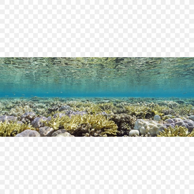 Seascape Underwater Natural Light Glen Cowans, PNG, 1000x1000px, Sea, Coral Sea, Ecosystem, Glen Cowans, Grass Download Free