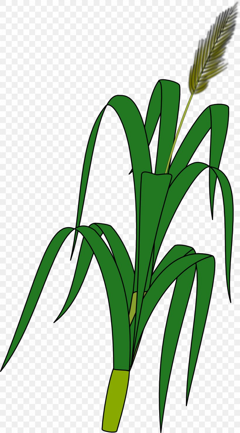 Wheat Plant Ear Grain Clip Art, PNG, 1064x1920px, Wheat, Cereal, Commodity, Crop, Drawing Download Free