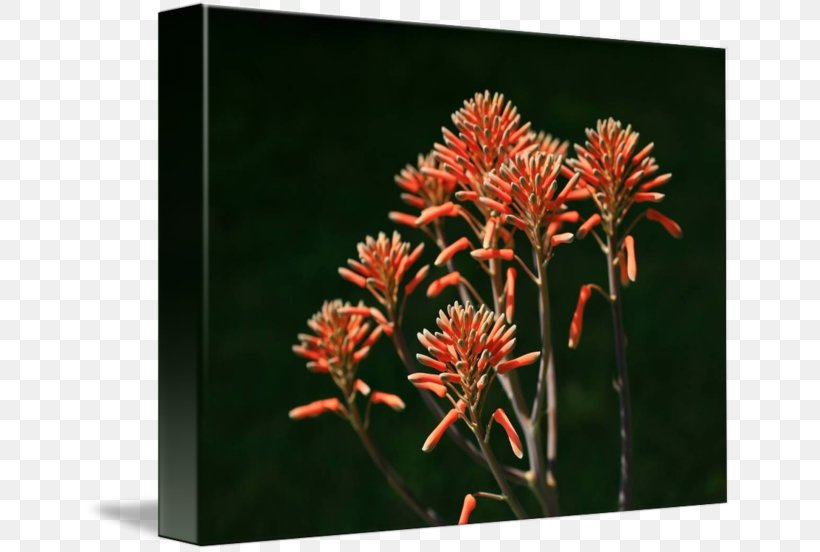 Aloe Vera Fine Art Printmaking Succulent Plant, PNG, 650x552px, Aloe Vera, Aloe, Art, Art Deco, Canvas Download Free
