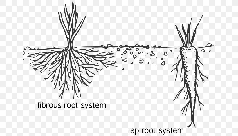 Fibrous Root System Taproot Diagram Plant, PNG, 669x469px, Watercolor