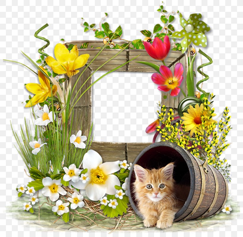 Image GIF Clip Art Adobe Photoshop, PNG, 800x800px, Blog, Adobe Systems, Cat, Cat Like Mammal, Cut Flowers Download Free