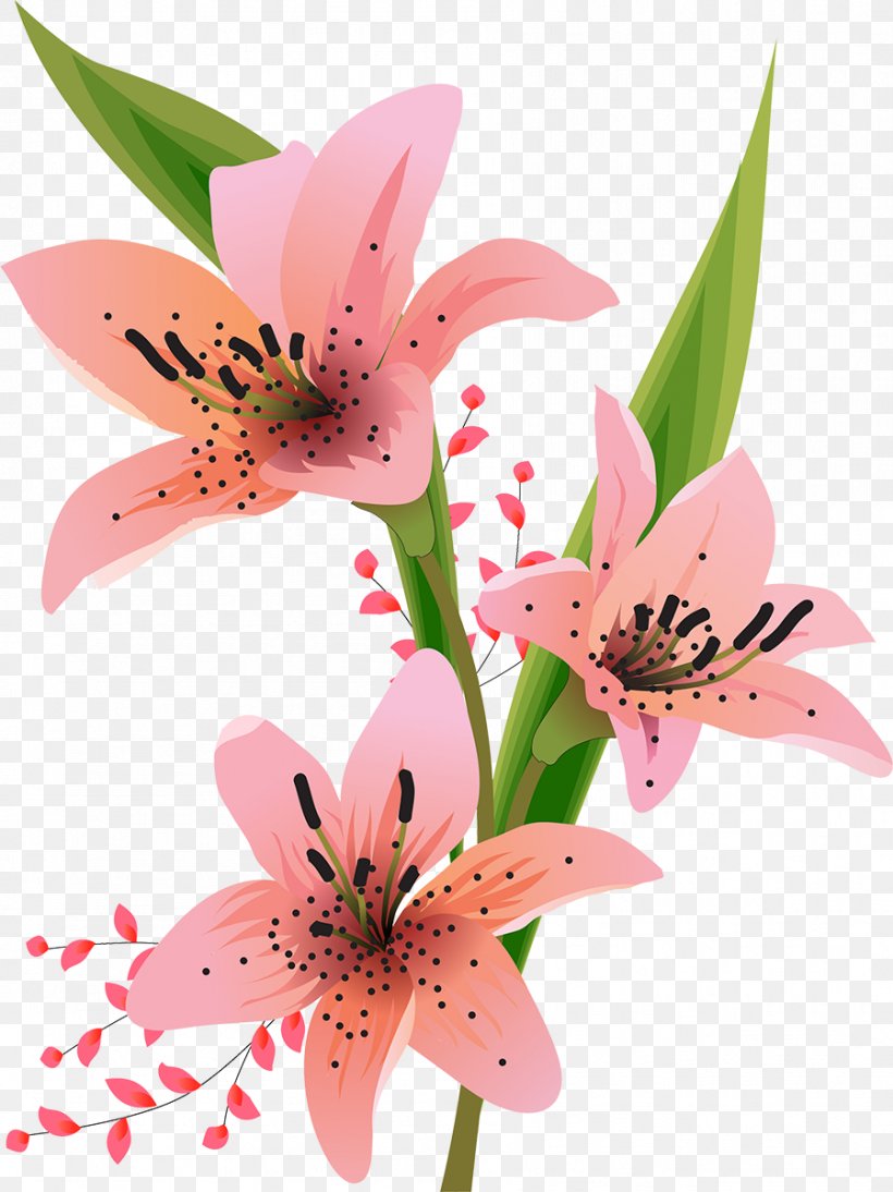 Lilium Flower, PNG, 899x1200px, Lilium, Alstroemeriaceae, Child, Cut Flowers, Flora Download Free
