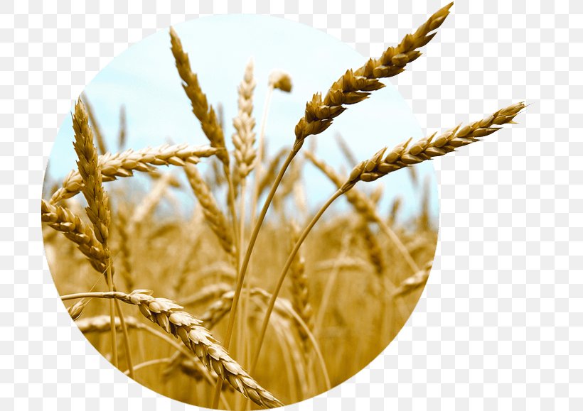 Oat Emmer Einkorn Wheat Cereal Durum, PNG, 703x579px, Oat, Avena, Barley, Cereal, Cereal Germ Download Free