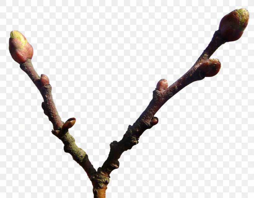 Twig Bud Plant Stem, PNG, 948x738px, Twig, Branch, Bud, Plant, Plant Stem Download Free