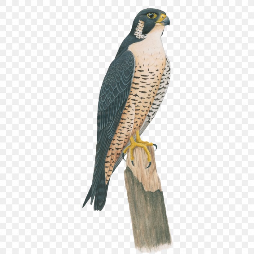 Birds Of North America Peregrine Falcon Anna's Hummingbird, PNG, 1024x1024px, Bird, Animal, Beak, Bird Of Prey, Birds Of North America Download Free