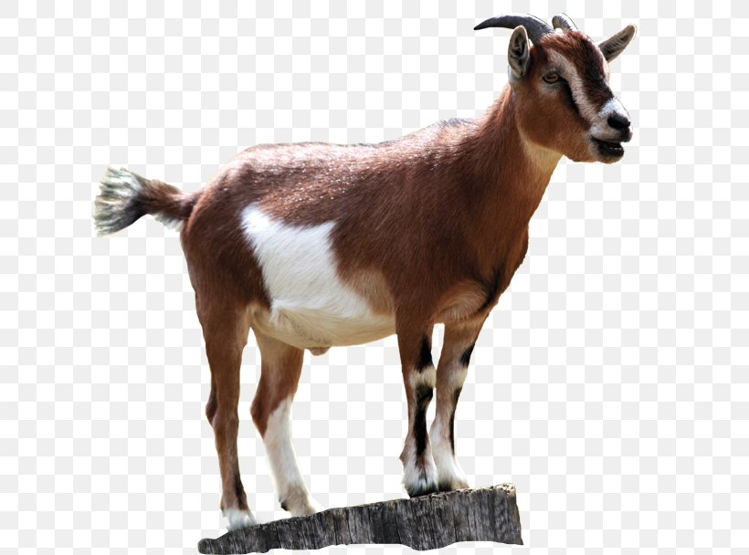 Boer Goat Black Bengal Goat Sheep Rove Goat, PNG, 777x608px, Boer Goat, Black Bengal Goat, Caprinae, Cow Goat Family, Goat Download Free