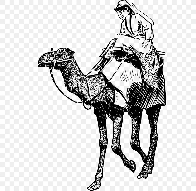 Bactrian Camel Dromedary Equestrian Horse Clip Art, PNG, 572x800px, Bactrian Camel, Art, Black And White, Camel, Camel Like Mammal Download Free