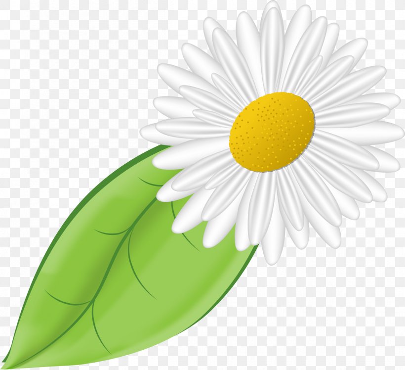 Daisy Family German Chamomile Flower, PNG, 1200x1096px, Daisy Family, Advertising, Cut Flowers, Daisy, Drawing Download Free