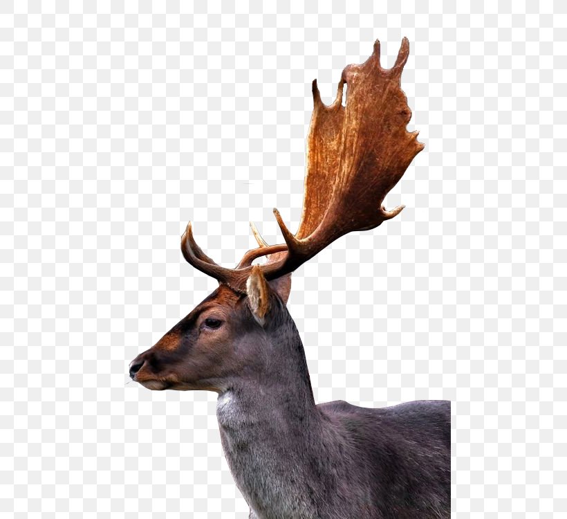 Reindeer Deer Horn, PNG, 485x750px, Deer, Antler, Ear, Horn, Rabbit Download Free