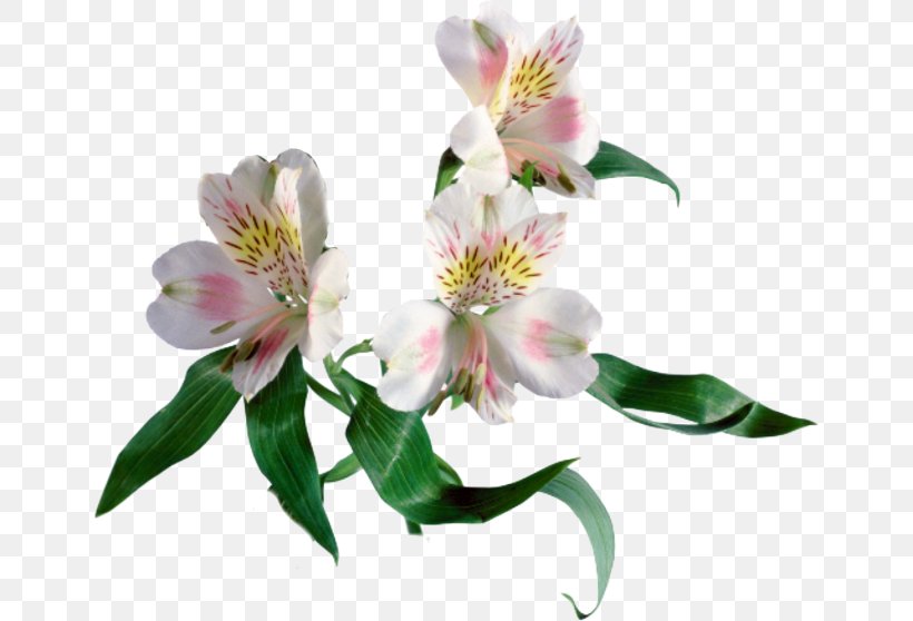 Studiyabuketov.rf Flower Bouquet Garden Roses Gedichte, Prosa, PNG, 653x558px, Flower, Alstroemeriaceae, Artikel, Cut Flowers, Fact Download Free