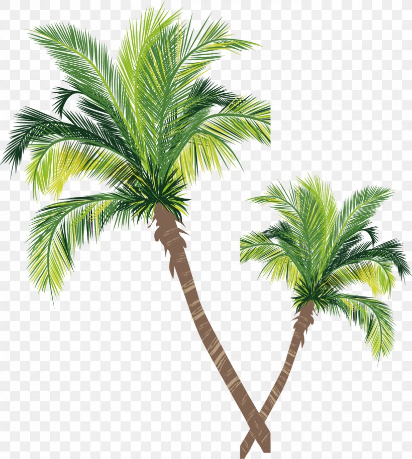 Asian Palmyra Palm Coconut Tree Euclidean Vector, PNG, 1200x1340px ...