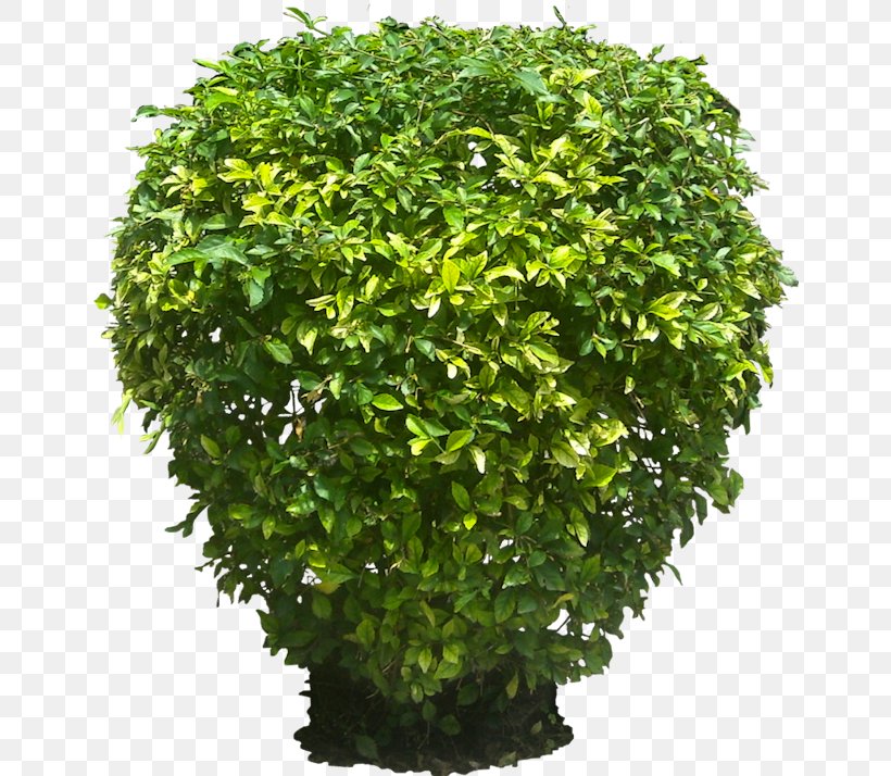 Golden Dewdrop Shrub Plant Tree, PNG, 662x714px, Golden Dewdrop, Arecaceae, Duranta, Evergreen, Flowerpot Download Free
