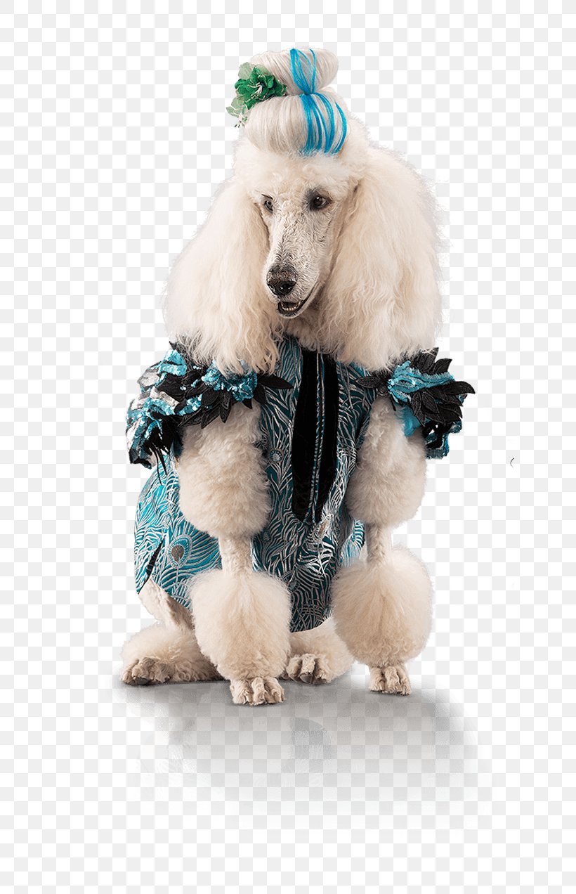 Standard Poodle Miniature Poodle Puppy Dog Breed, PNG, 645x1272px, Standard Poodle, Breed, Carnivoran, Clothing, Companion Dog Download Free