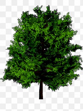 Branch Tree Crown Trunk Root PNG