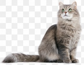 Dog - Dog Cattery Pet Shop PNG