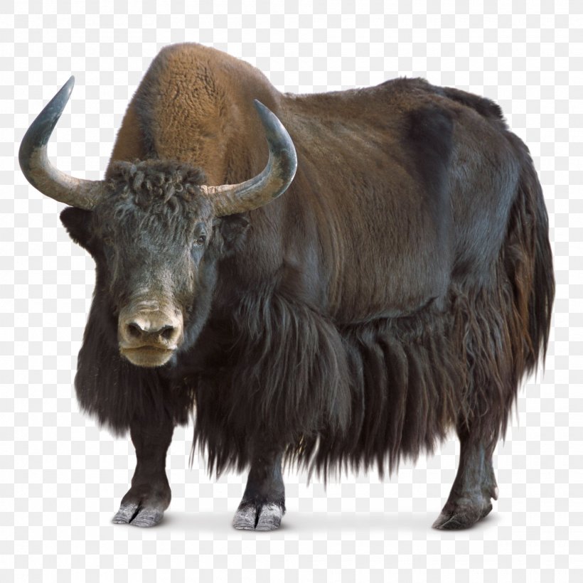 Domestic Yak Wild Yak Tibet, PNG, 1920x1920px, Domestic Yak, Bison, Bull, Cattle, Cattle Like Mammal Download Free