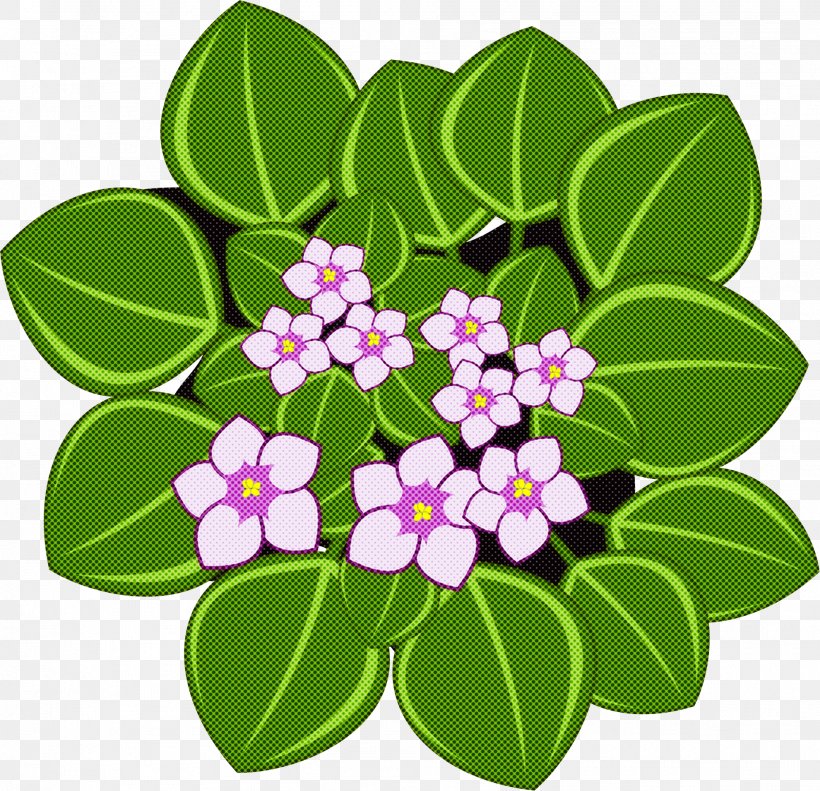 Impatiens Wildflower - Flower Plant Leaf Petal Periwinkle PNG