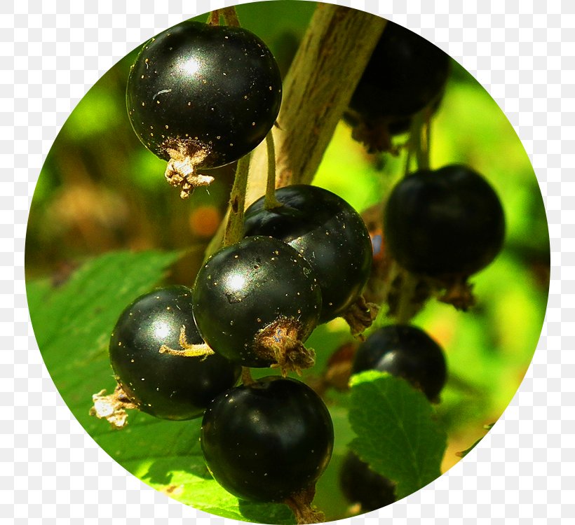 Fruit Blackcurrant Berry Crisp Cordial, PNG, 750x750px, Fruit, Aristotelia Chilensis, Berry, Bilberry, Blackcurrant Download Free