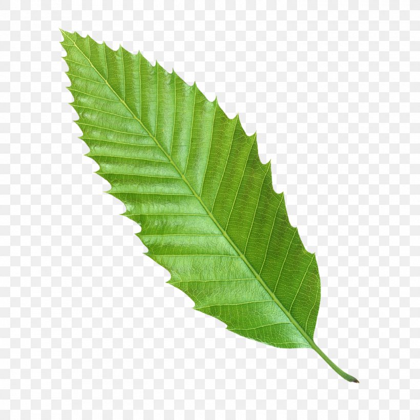 Leaf Euclidean Vector Green Icon, PNG, 1500x1500px, Leaf, Branch, Cyan, Floating Material, Google Images Download Free