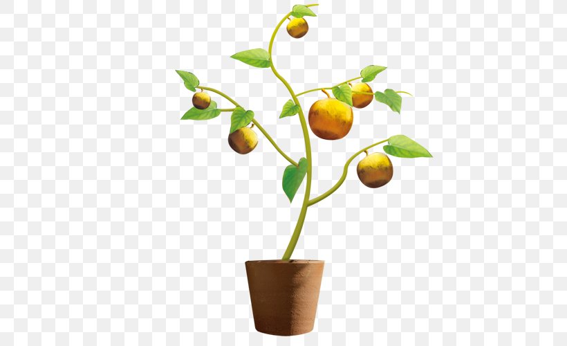 Mandarin Orange Flowerpot Auglis Fruit, PNG, 500x500px, Mandarin Orange, Auglis, Bonsai, Branch, Calamondin Download Free