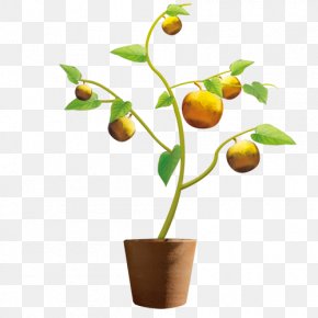 Orange Pots - Mandarin Orange Flowerpot Auglis Fruit PNG