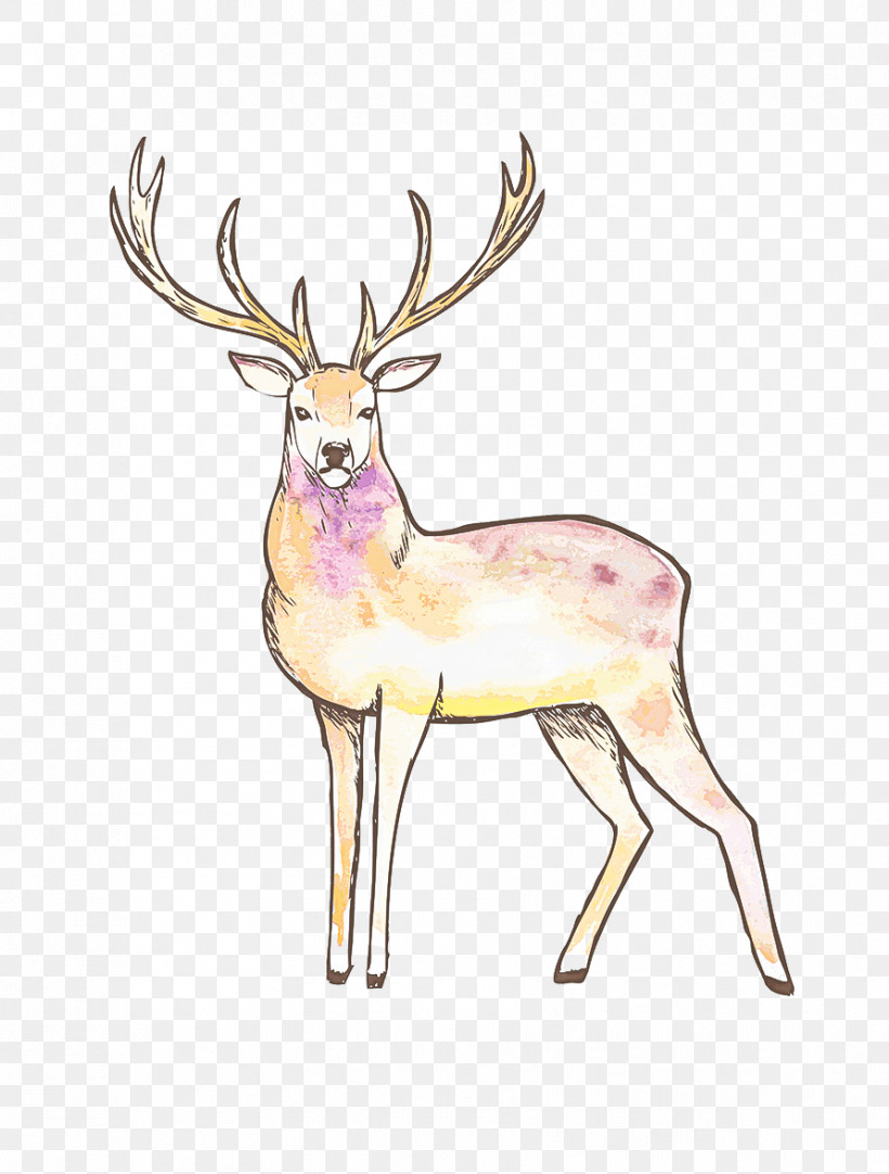 Reindeer, PNG, 891x1176px, Reindeer, Antelope, Antler, Deer, Drawing Download Free
