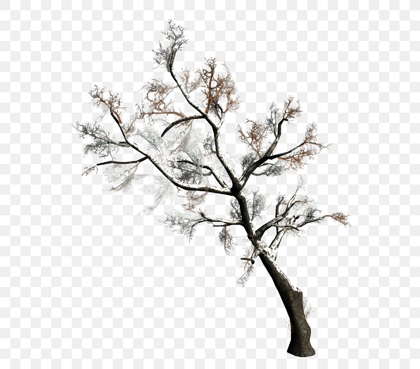 Tree Forest Clip Art, PNG, 600x720px, Tree, Article, Black And White, Branch, Conifers Download Free