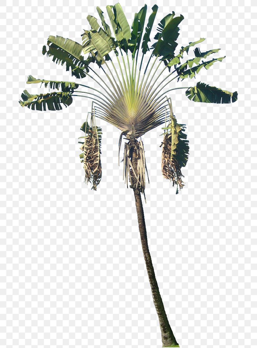 Arecaceae Plant Ravenala Madagascariensis Phanera Purpurea Tree, PNG, 712x1109px, Arecaceae, Arecales, Asian Palmyra Palm, Bauhinia, Borassus Flabellifer Download Free