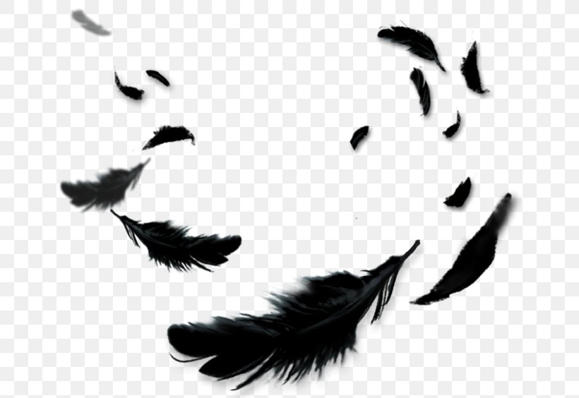 Feather Black Color, PNG, 658x564px, Feather, Black, Black And White, Color, Information Download Free
