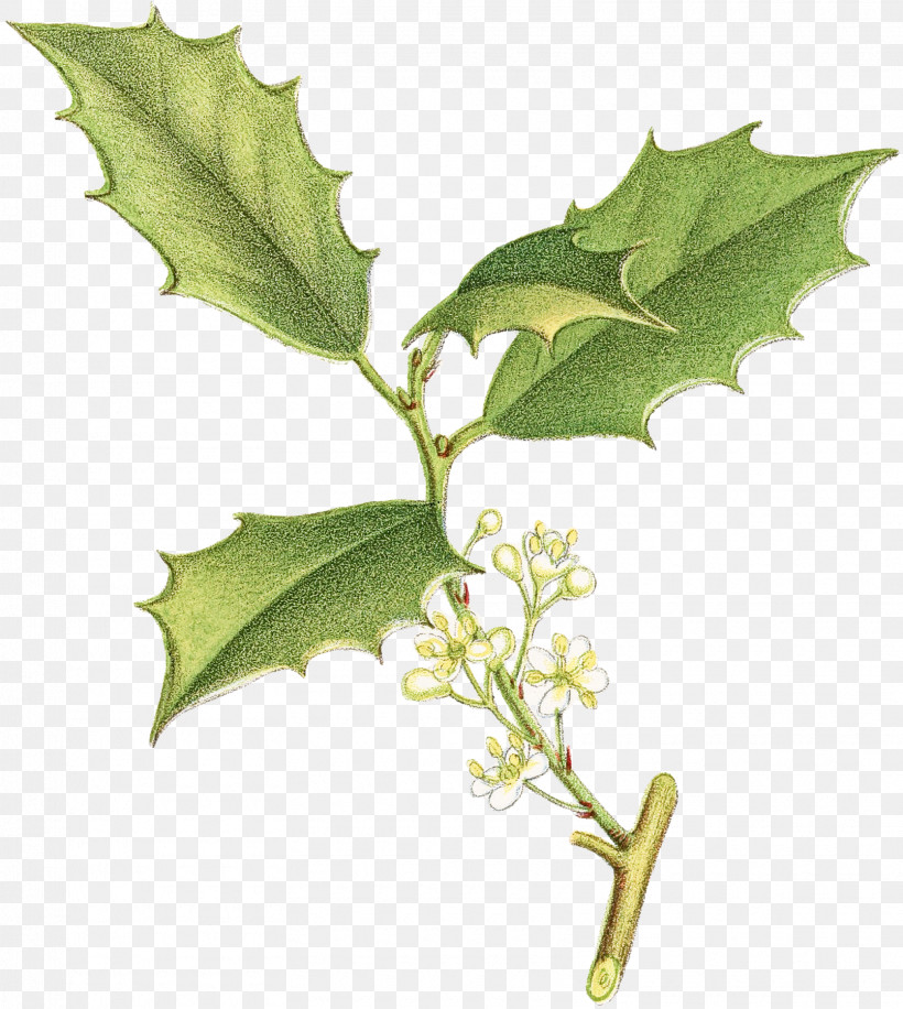 Holly, PNG, 1610x1800px, Holly, American Holly, Black Maple, Black Oak, Californian White Oak Download Free