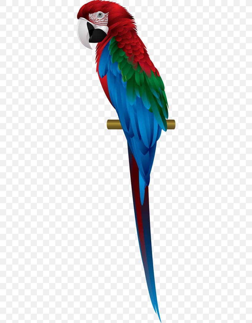 Parrot Scarlet Macaw Red-and-green Macaw Blue-and-yellow Macaw, PNG, 322x1050px, Parrot, Beak, Bird, Blueandyellow Macaw, Common Pet Parakeet Download Free