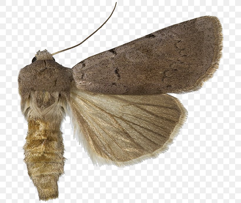 Silkworm Hofmannophila Pseudospretella Nymphalidae Butterfly, PNG, 711x693px, Silkworm, Arthropod, Bombycidae, Bombyx, Bombyx Mori Download Free