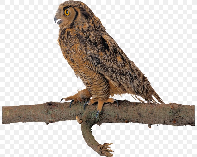 Tawny Owl Bird Bald Eagle Great Horned Owl, PNG, 800x652px, Owl, Accipitriformes, Bald Eagle, Beak, Bird Download Free