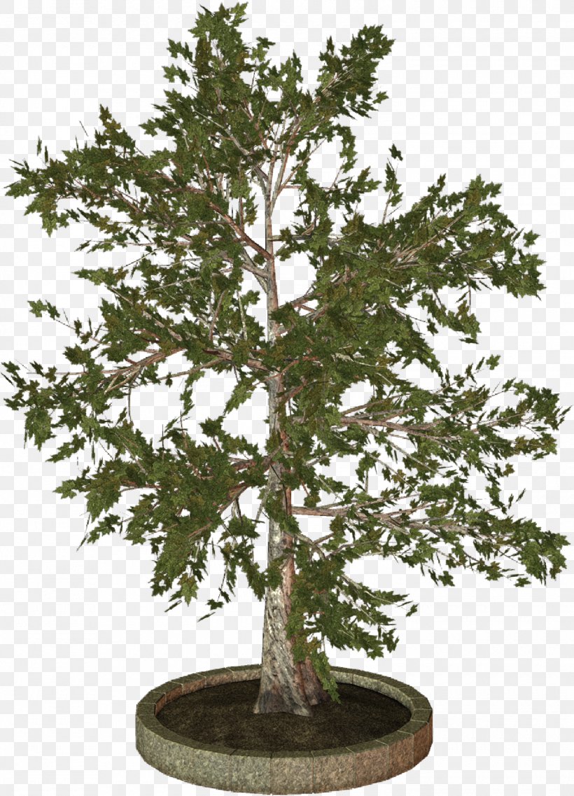 Treelet Woody Plant Clip Art, PNG, 1500x2081px, Tree, Bonsai, Branch, Houseplant, Oak Download Free