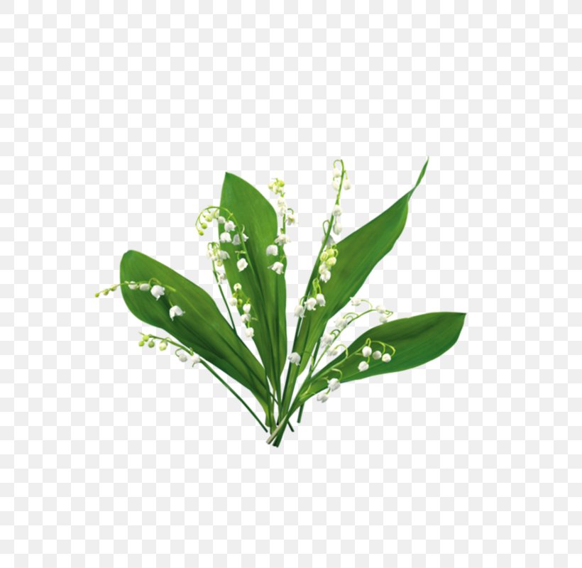 Blog Clip Art, PNG, 800x800px, Blog, Delicious, Drawing, Grass, Herb Download Free