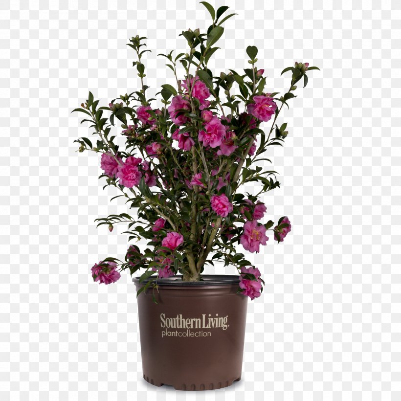 Cut Flowers Fuchsia Magenta Shrub Houseplant, PNG, 1800x1800px, Cut Flowers, Artificial Flower, Camellia, Color, Floral Design Download Free