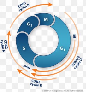 Cell Cycle Regulation - Cyclin-dependent Kinase 4 Cyclin-dependent Kinase Inhibitor Protein PNG
