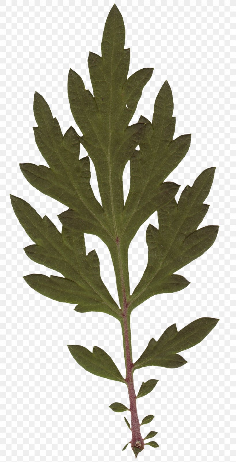 Leaf Plant Stem Tree, PNG, 972x1900px, Leaf, Plant, Plant Stem, Tree Download Free