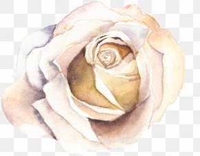 Watercolor Rose - Watercolour Flowers Watercolor Painting PNG