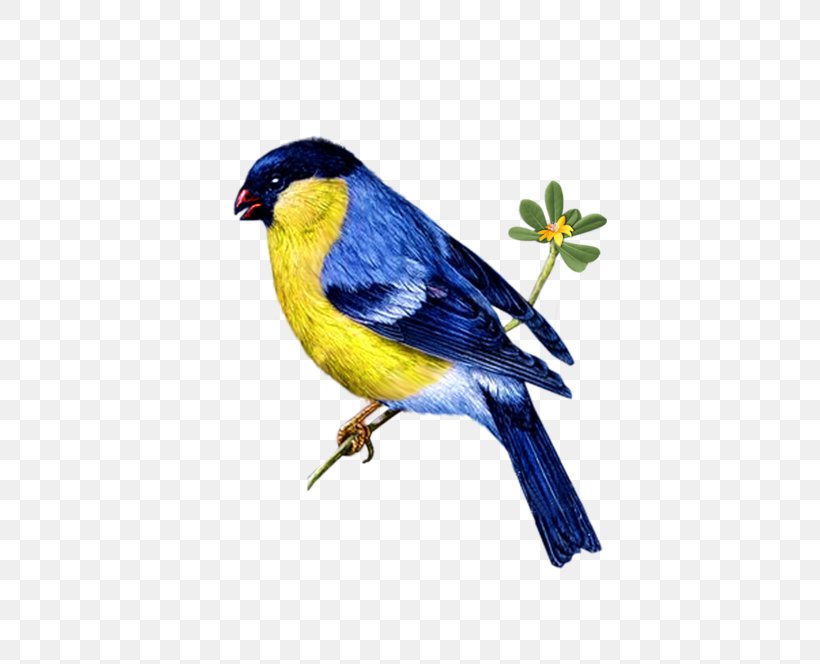 Bird Beak Songbird Bluebird Perching Bird, PNG, 690x664px, Bird, Beak, Bluebird, Finch, Indigo Bunting Download Free