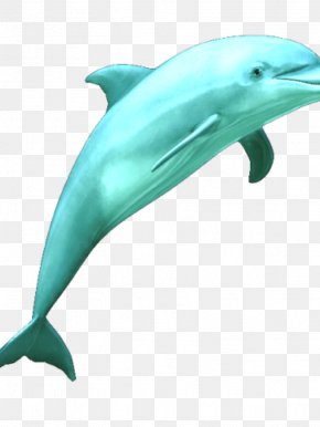 Dolphin - Common Bottlenose Dolphin Clip Art PNG