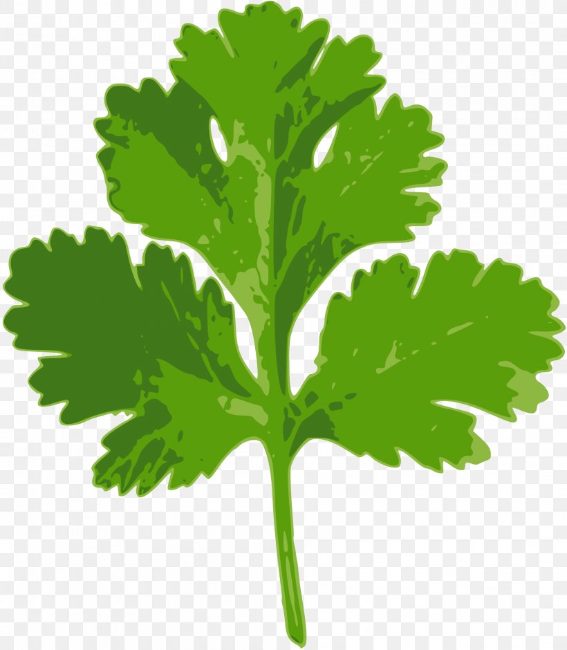 Coriander Parsley Herb Vegetable Clip Art, PNG, 2092x2400px, Coriander, Cooking, Cumin, Food, Grass Download Free