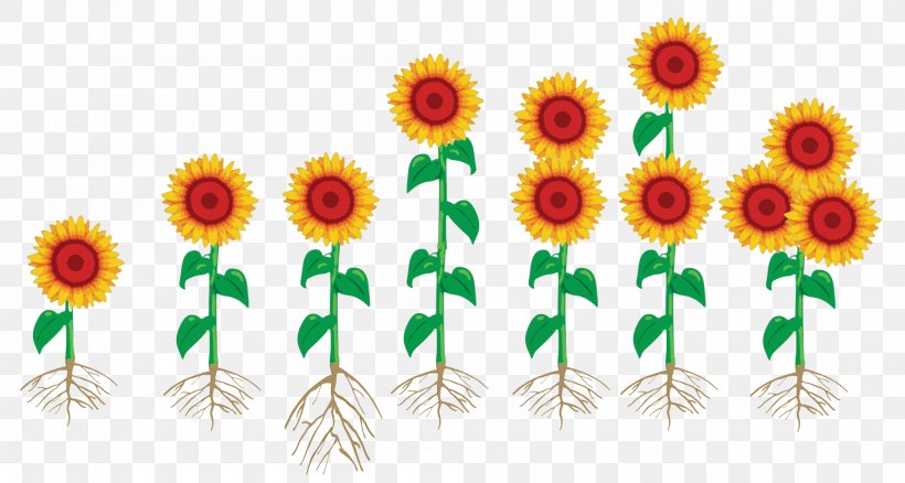 Floral Design Cut Flowers Sunflower Seed Graphics, PNG, 2000x1069px, Floral Design, Cut Flowers, Daisy Family, Floristry, Flower Download Free