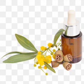 Quiz Contest Flyer - Tasmanian Blue Gum Eucalyptus Oil Lemon-scented Gum Essential Oil Eucalyptus Haemastoma PNG