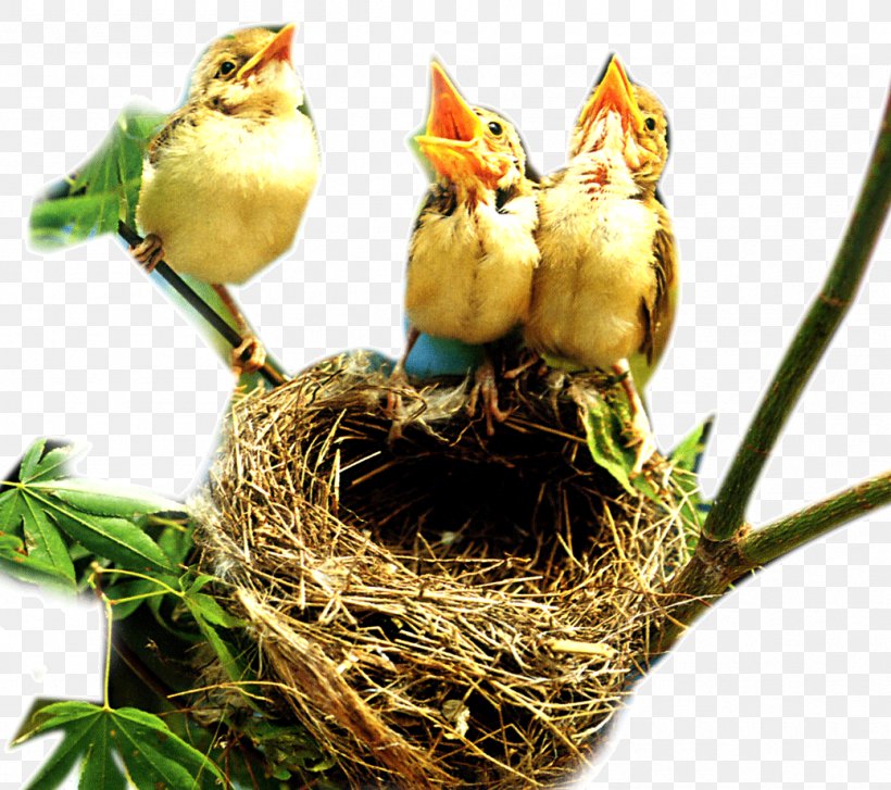 Bird Nest Edible Bird's Nest, PNG, 1038x921px, Bird, Beak, Bird Nest, Chicken, Egg Download Free